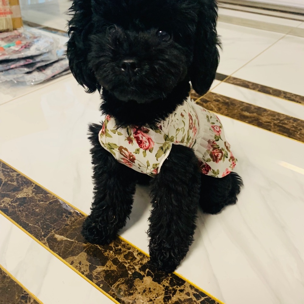 Pet dresses set - Picture 2 of 4